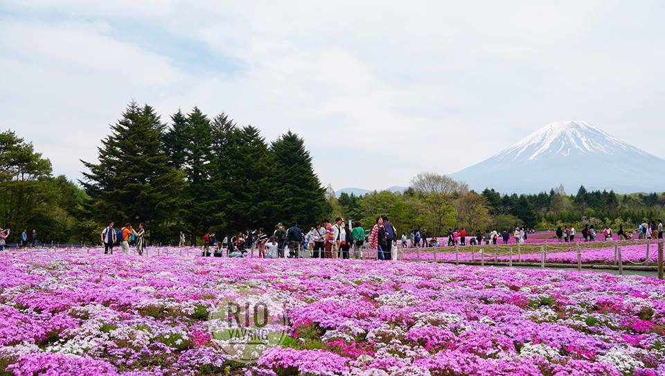 wisata taman bunga terbaik musim panas di Hokkaido Jepang